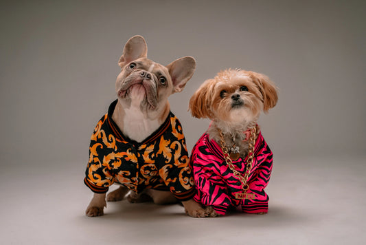 10 Must-Have Pet Accessories Every Dog & Cat Owner Needs 🐶🐱