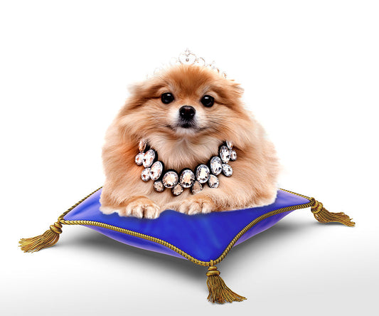 7 Essential Grooming Tips for a Healthy & Happy Cat 🐱